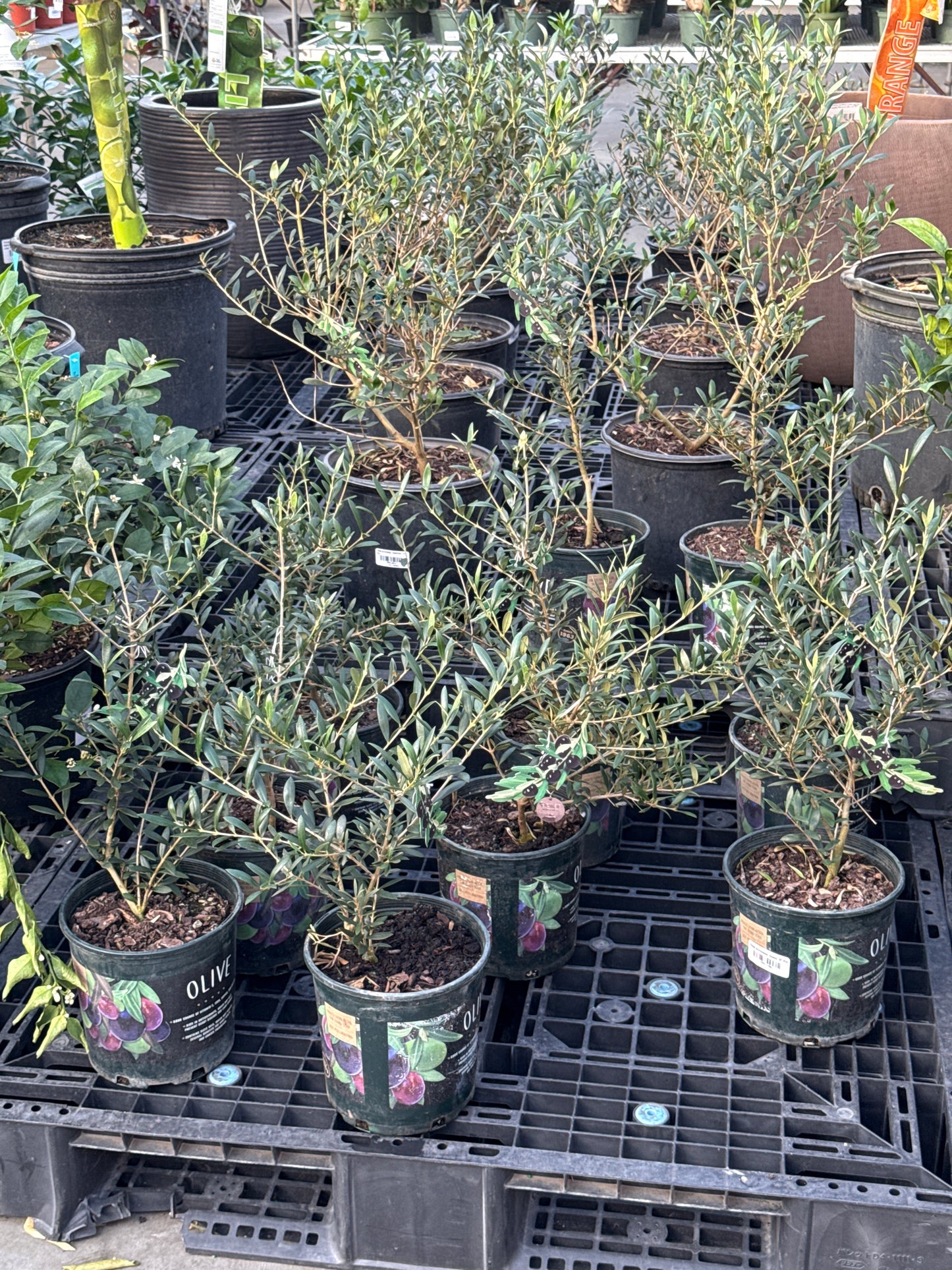 RedCrocus Olive Tree- Assorted Olea europaea for Edible Landscaping, Drought-Tolerant Garden, Patio Container, Mediterranean Aesthetic, Evergreen 6" Pot