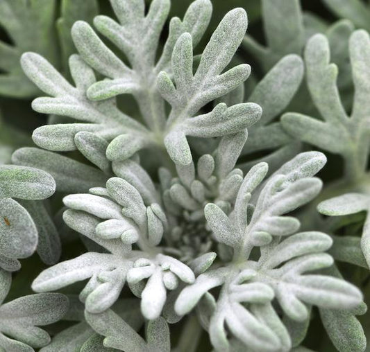 Artemisia Sea Salt - View 1 from www redcrocus com