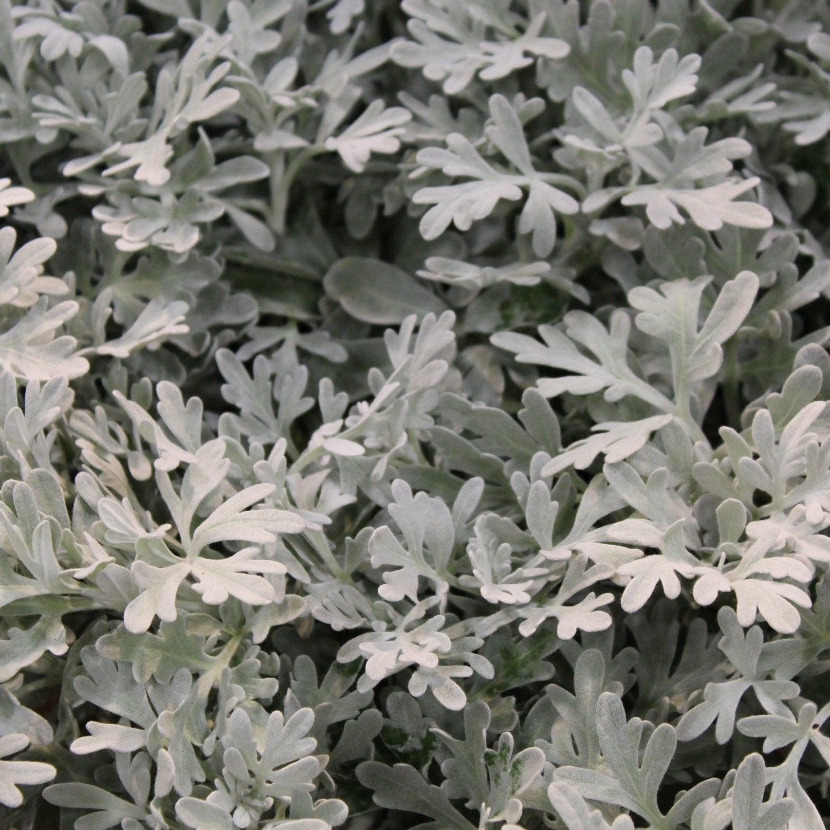 Artemisia 'sea Salt' - View 7 from www redcrocus com
