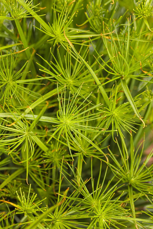 Cyperus Prolifer Cleopatra - View 10 from www redcrocus com