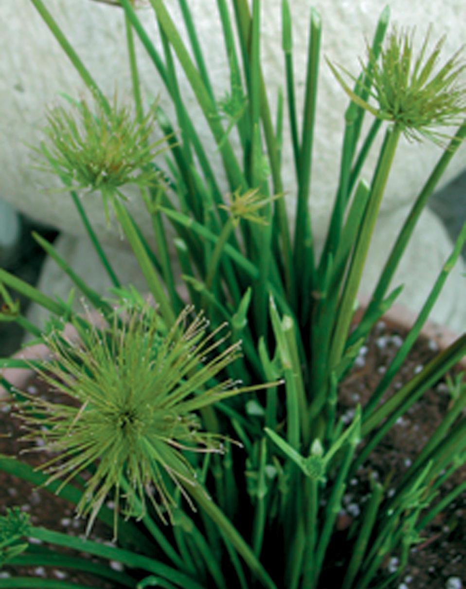Cyperus Prolifer Cleopatra - View 11 from www redcrocus com