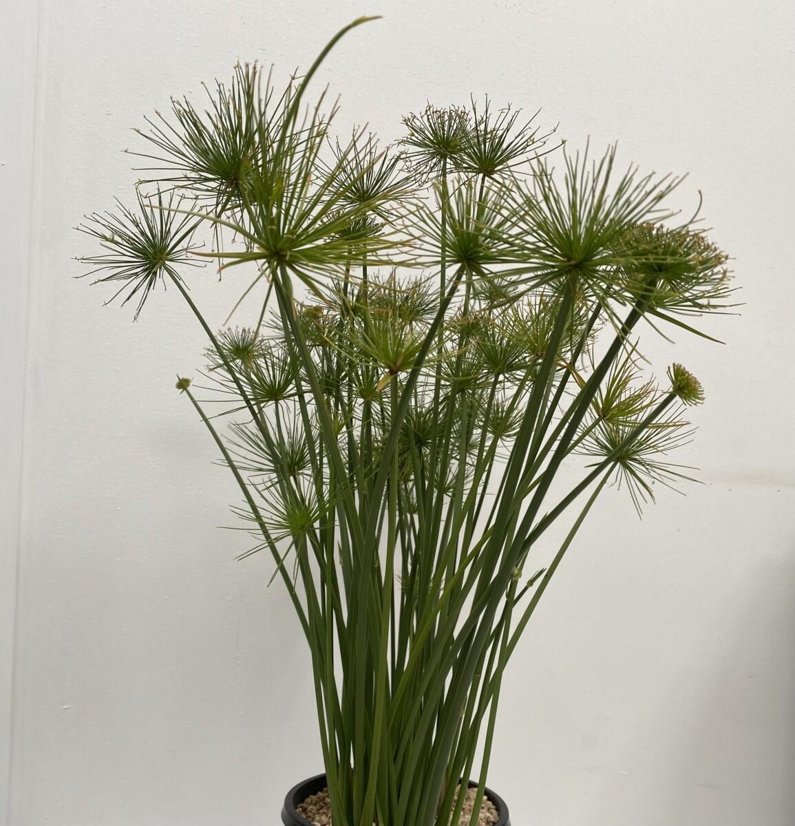 Cyperus Prolifer Cleopatra - View 12 from www redcrocus com