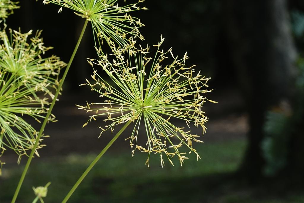 Cyperus Prolifer Cleopatra - View 13 from www redcrocus com