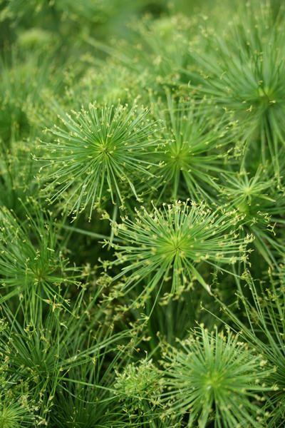 Cyperus Prolifer Cleopatra - View 2 from www redcrocus com