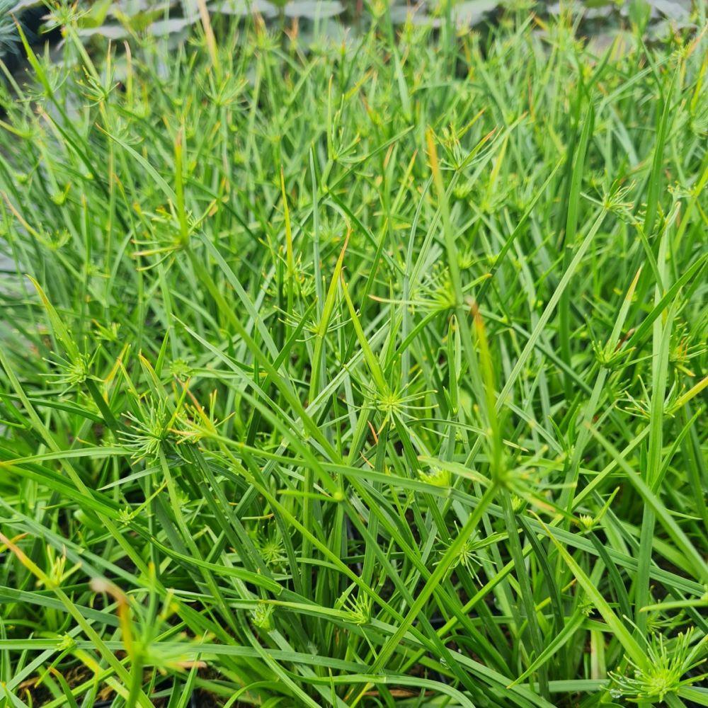 Cyperus Prolifer Cleopatra - View 3 from www redcrocus com