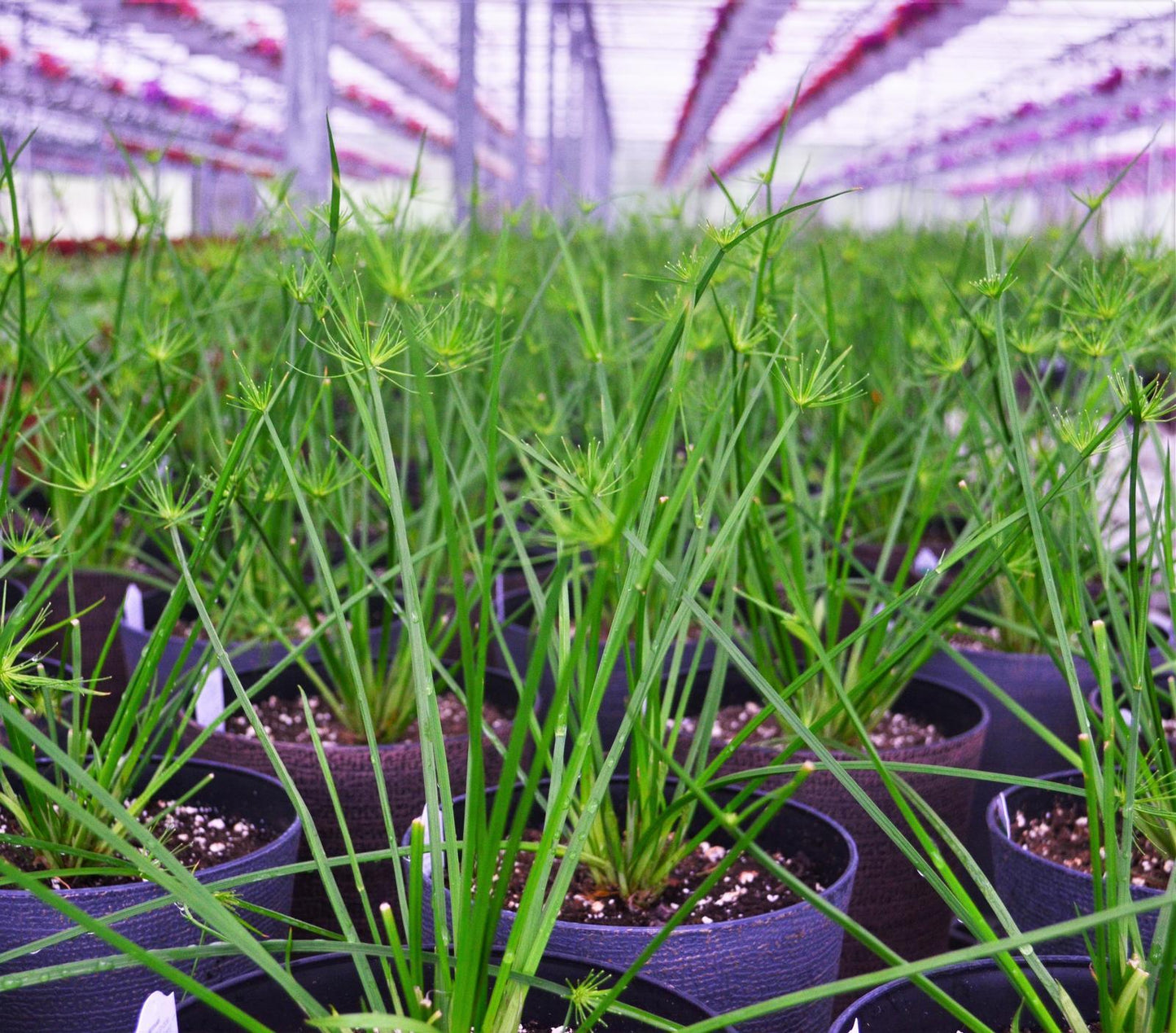 Cyperus Prolifer Cleopatra - View 4 from www redcrocus com