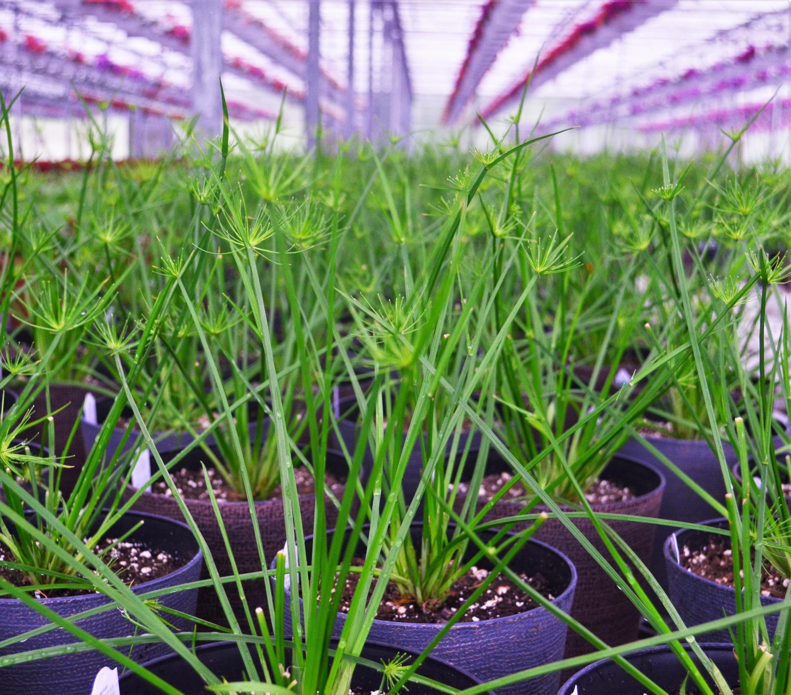 Cyperus Prolifer Cleopatra - View 4 from www redcrocus com