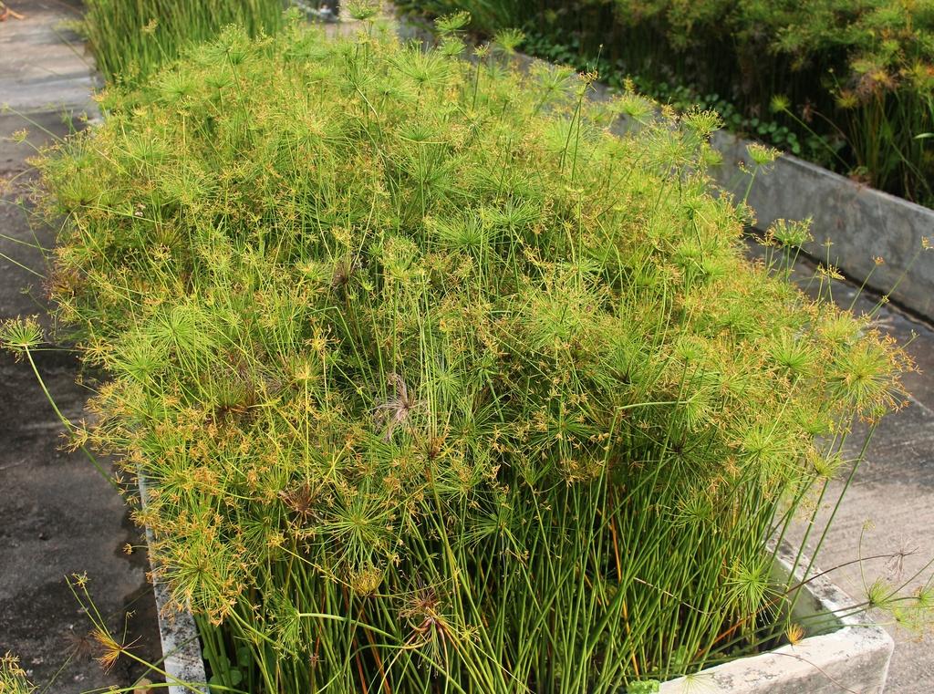 Cyperus Prolifer Cleopatra - View 5 from www redcrocus com
