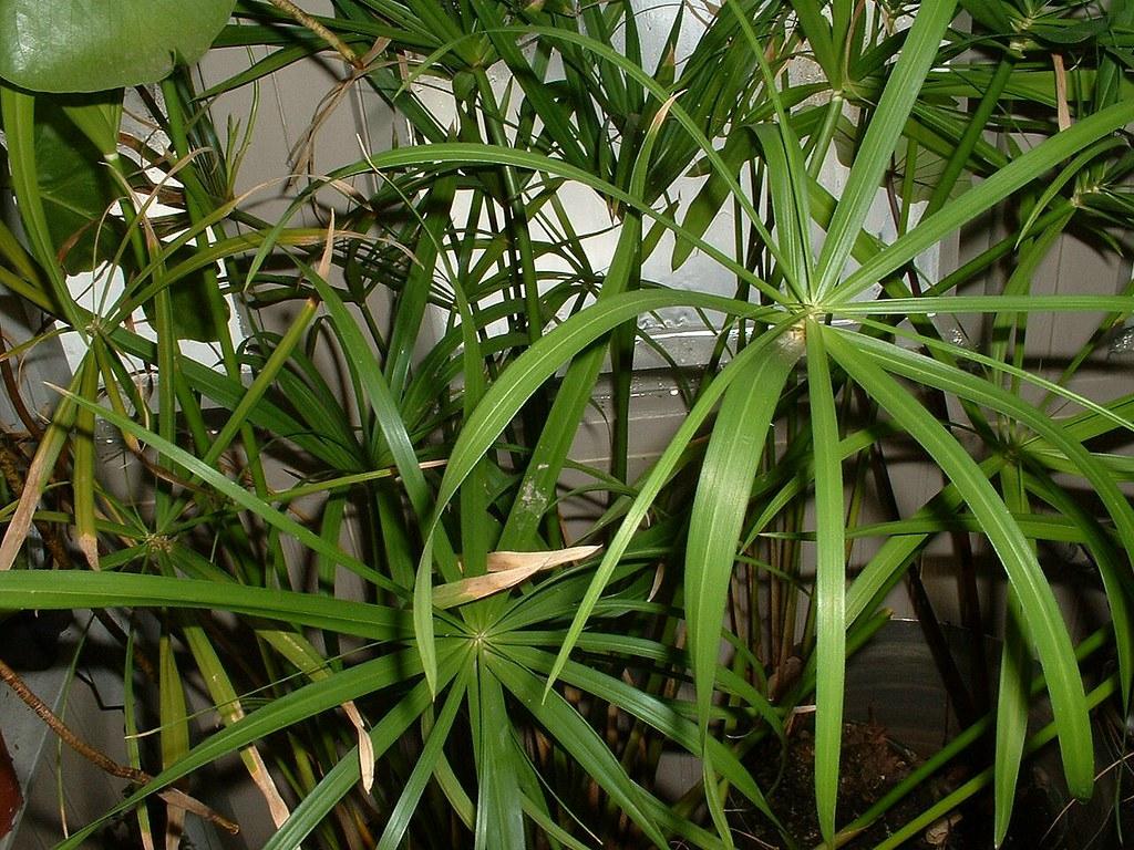 Cyperus Prolifer Cleopatra - View 6 from www redcrocus com