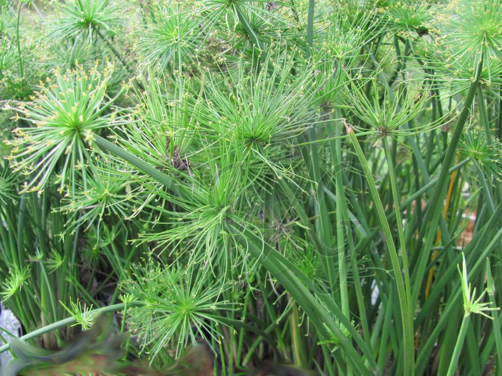 Cyperus Prolifer Cleopatra - View 7 from www redcrocus com