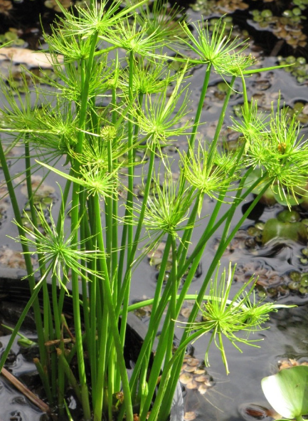 Cyperus Prolifer Cleopatra - View 8 from www redcrocus com
