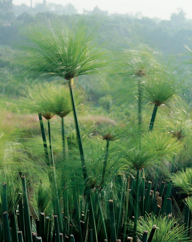 Cyperus Prolifer Cleopatra - View 9 from www redcrocus com