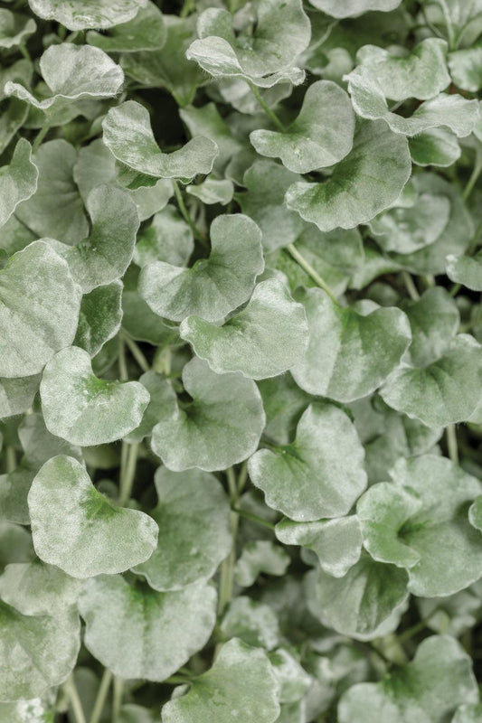 Dichondra Silver Falls - View 1 from www redcrocus com