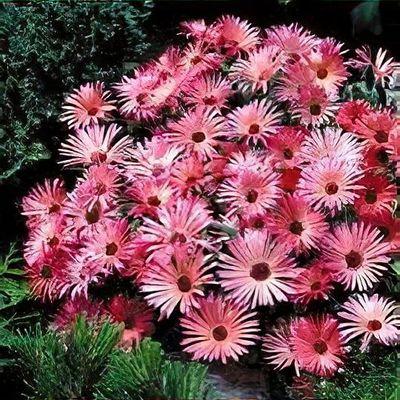 Dorotheanthus Mezoo Trailing Red - View 11 from www redcrocus com