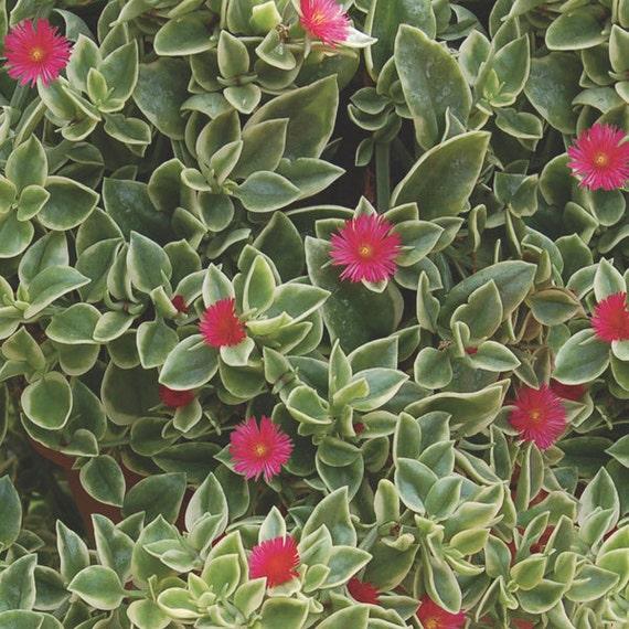 Dorotheanthus Mezoo Trailing Red - View 1 from www redcrocus com