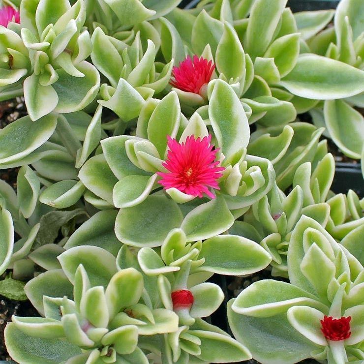 Dorotheanthus Mezoo Trailing Red - View 5 from www redcrocus com