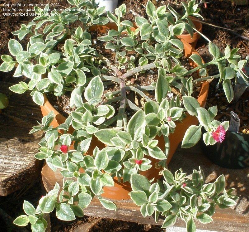 Dorotheanthus Mezoo Trailing Red - View 6 from www redcrocus com