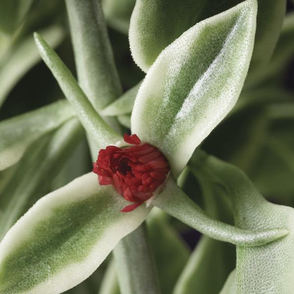 Dorotheanthus Mezoo Trailing Red - View 9 from www redcrocus com