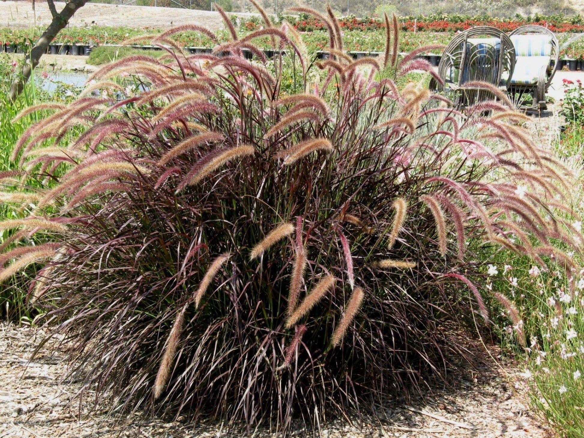Grass Pennisetum Setaceum Rubrum - View 10 from www redcrocus com