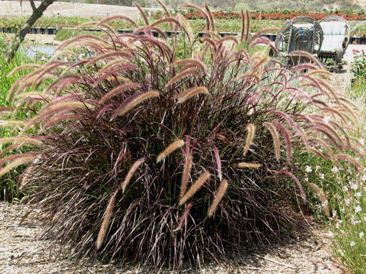 Grass Pennisetum Setaceum Rubrum - View 10 from www redcrocus com