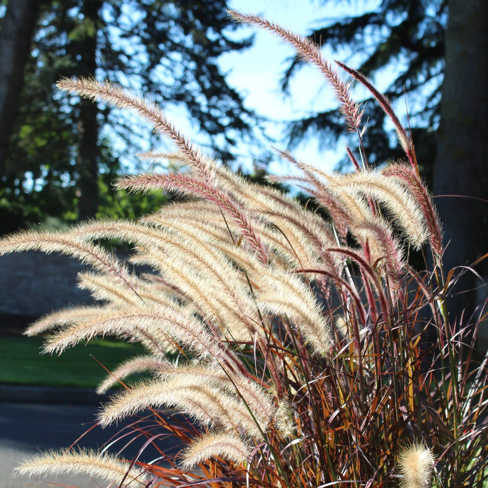 Grass Pennisetum Setaceum Rubrum - View 20 from www redcrocus com