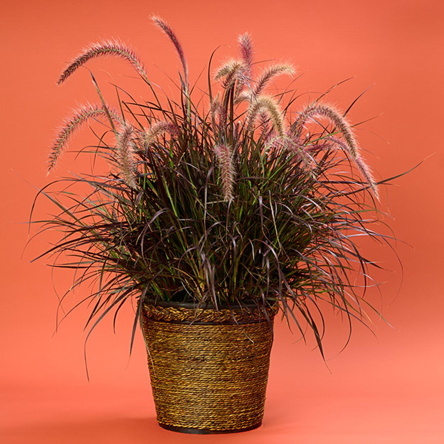 Grass Pennisetum Setaceum Rubrum - View 5 from www redcrocus com