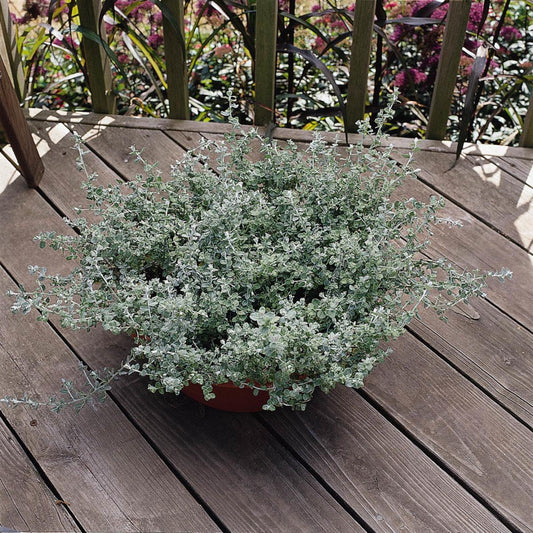 Helichrysum Licorice - View 13 from www redcrocus com