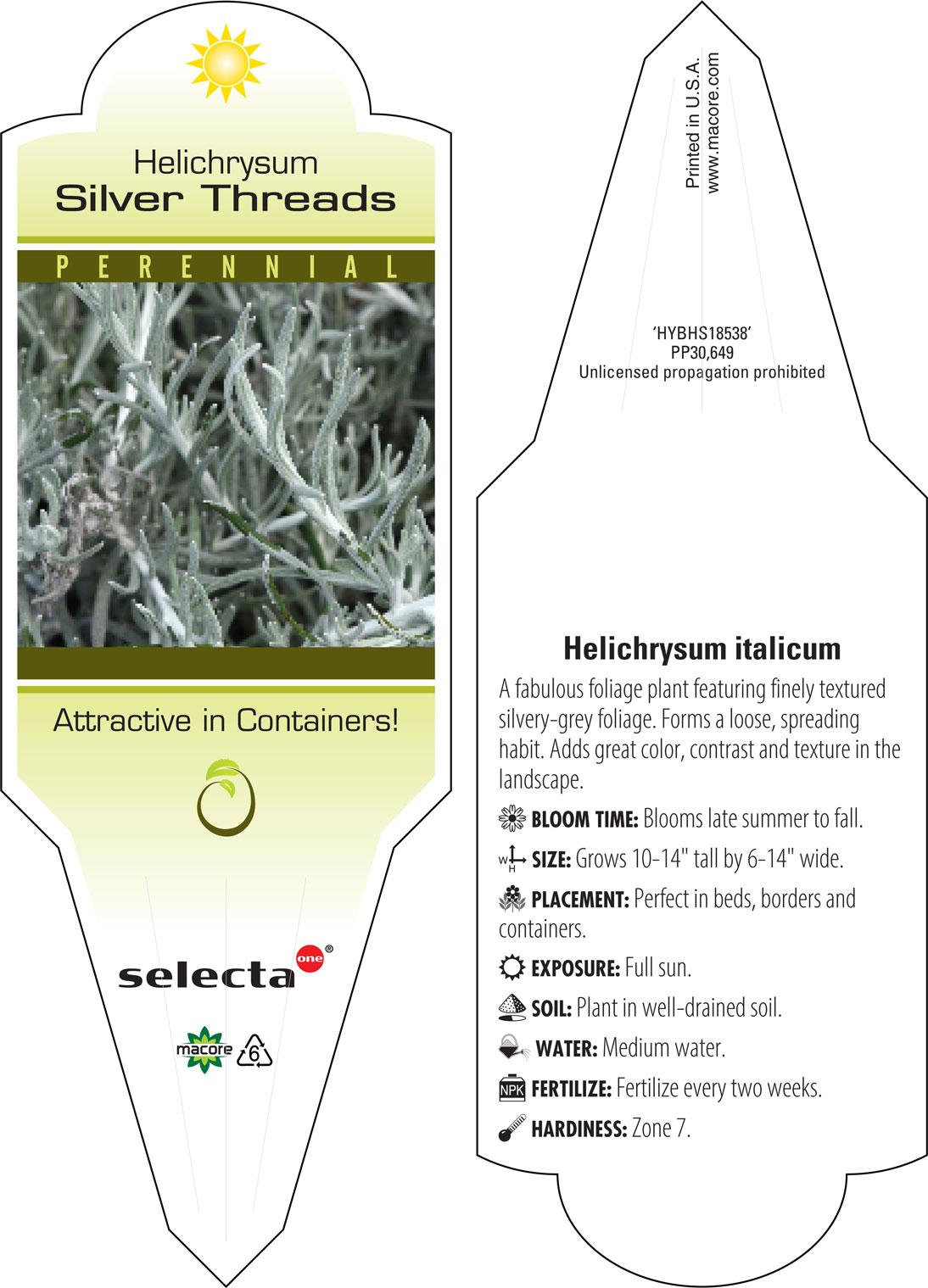 Helichrysum Italicum 'silver Threads' - View 12 from www redcrocus com