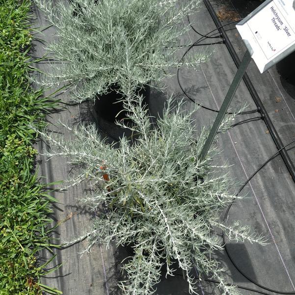 Helichrysum Italicum 'silver Threads' - View 13 from www redcrocus com