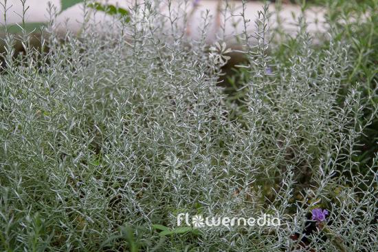 Helichrysum Italicum 'silver Threads' - View 15 from www redcrocus com
