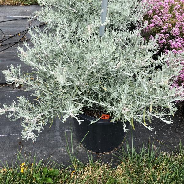 Helichrysum Italicum 'silver Threads' - View 16 from www redcrocus com