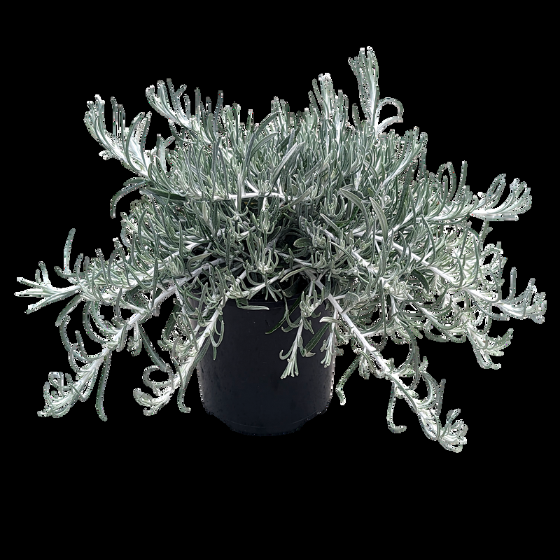 Helichrysum Italicum 'silver Threads' - View 17 from www redcrocus com