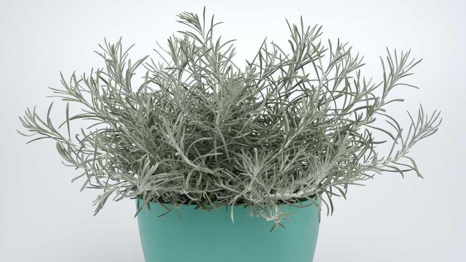 Helichrysum Italicum 'silver Threads' - View 18 from www redcrocus com