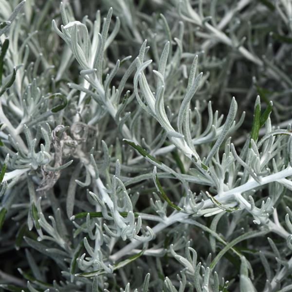 Helichrysum Italicum 'silver Threads' - View 1 from www redcrocus com