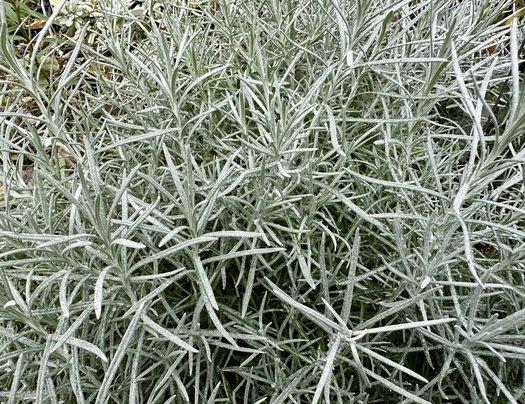 Helichrysum Italicum 'silver Threads' - View 21 from www redcrocus com