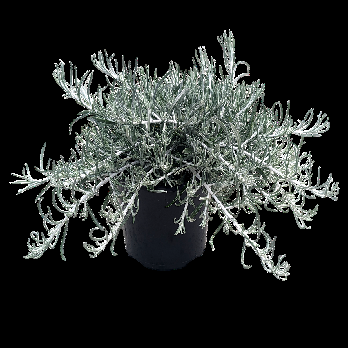 Helichrysum Italicum 'silver Threads' - View 23 from www redcrocus com