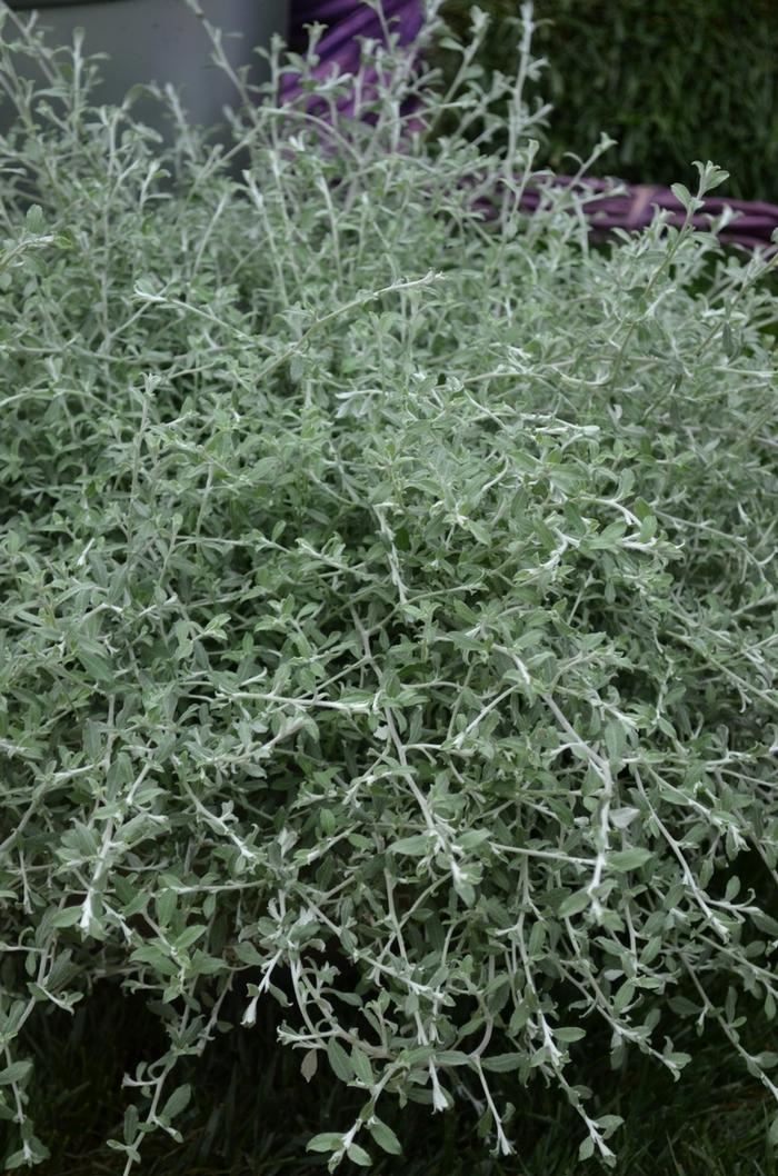 Helichrysum Italicum 'silver Threads' - View 24 from www redcrocus com