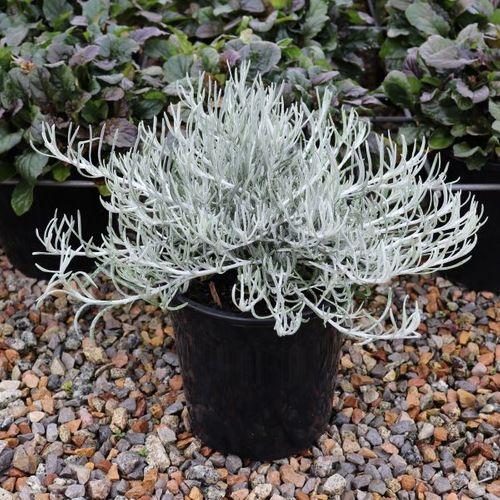 Helichrysum Italicum 'silver Threads' - View 26 from www redcrocus com