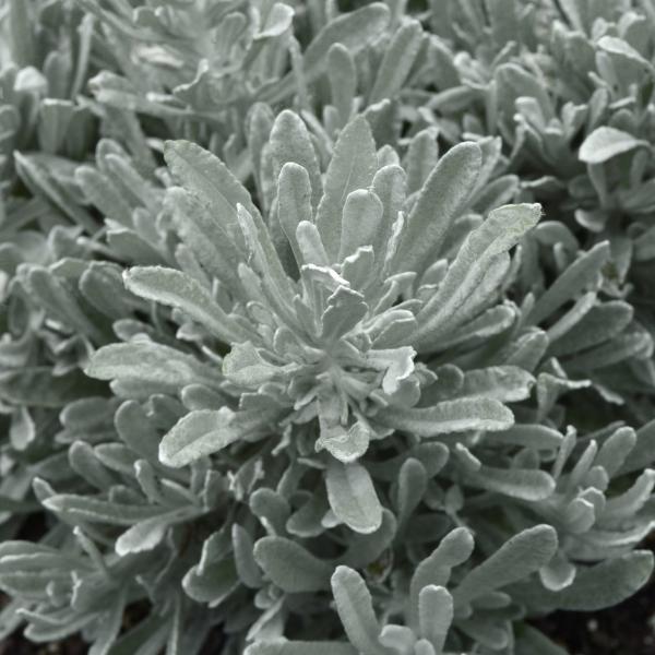 Helichrysum Italicum 'silver Threads' - View 27 from www redcrocus com