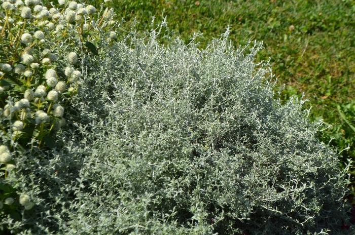 Helichrysum Italicum 'silver Threads' - View 29 from www redcrocus com