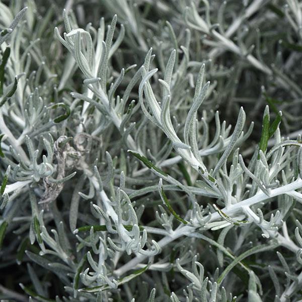 Helichrysum Italicum 'silver Threads' - View 2 from www redcrocus com