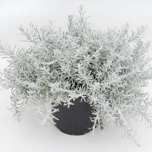 Helichrysum Italicum 'silver Threads' - View 30 from www redcrocus com