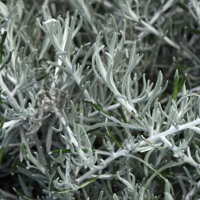 Helichrysum Italicum 'silver Threads' - View 5 from www redcrocus com