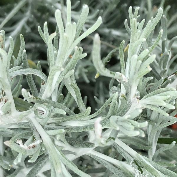 Helichrysum Italicum 'silver Threads' - View 6 from www redcrocus com