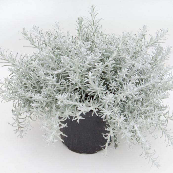 Helichrysum Italicum 'silver Threads' - View 7 from www redcrocus com