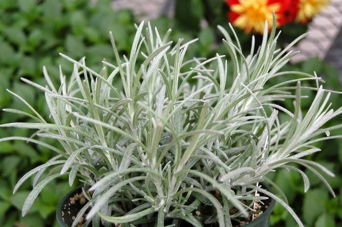 Helichrysum Italicum 'silver Threads' - View 8 from www redcrocus com