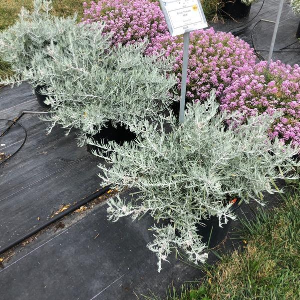 Helichrysum Italicum 'silver Threads' - View 9 from www redcrocus com