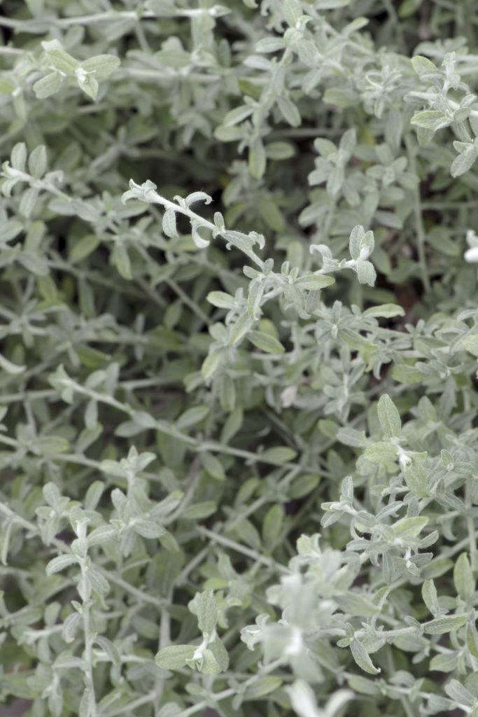 Helichrysum Silverstar - View 10 from www redcrocus com