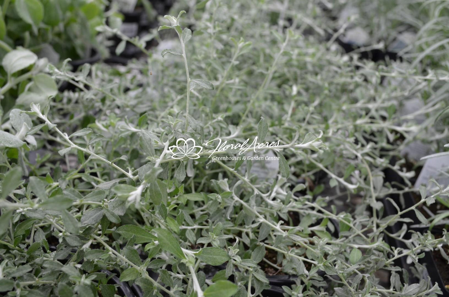 Helichrysum Silverstar - View 12 from www redcrocus com