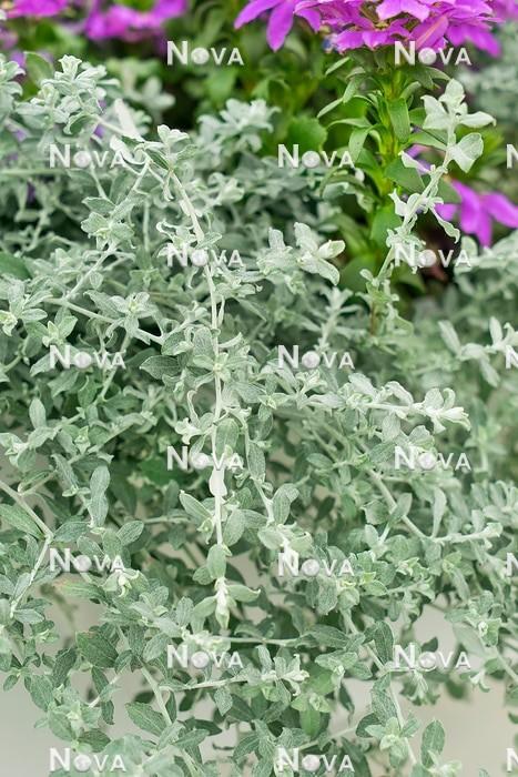 Helichrysum Silverstar - View 13 from www redcrocus com